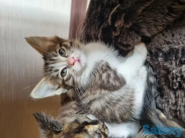 Отдам в добрые руки котят, фотография 4