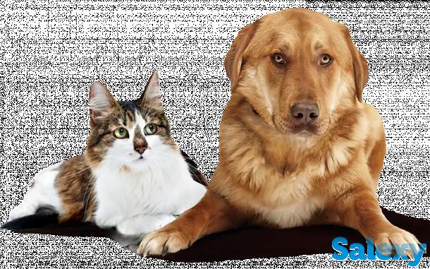 Пристрою ваше животное, на платной основе, пристрою только здорового животного без болезней, фотография 1