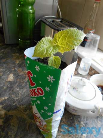 Продам саженцы 