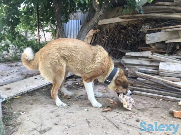 Отдам в добрые руки собак, фотография 2