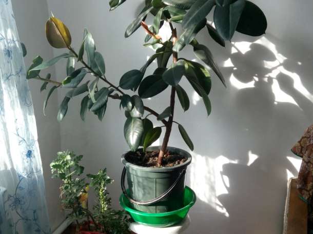 Домашние и офисные цветы, фотография 5