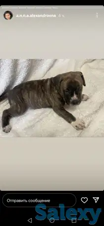 Продажа стаффорда, фотография 5