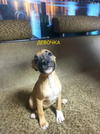 Продажа Американский Стаффордширский терьер, фотография 3