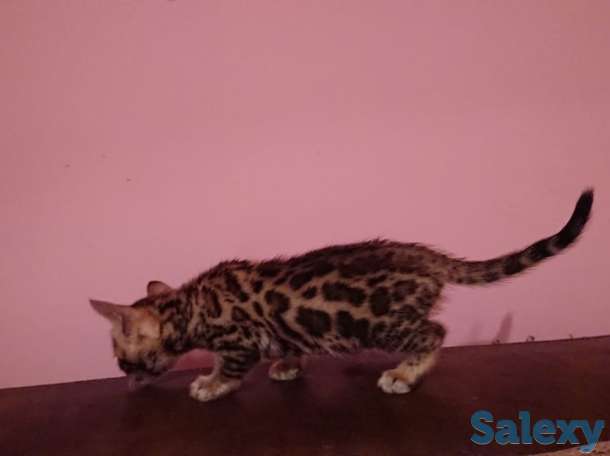 Продам котят. Порода Бенгал, фотография 5