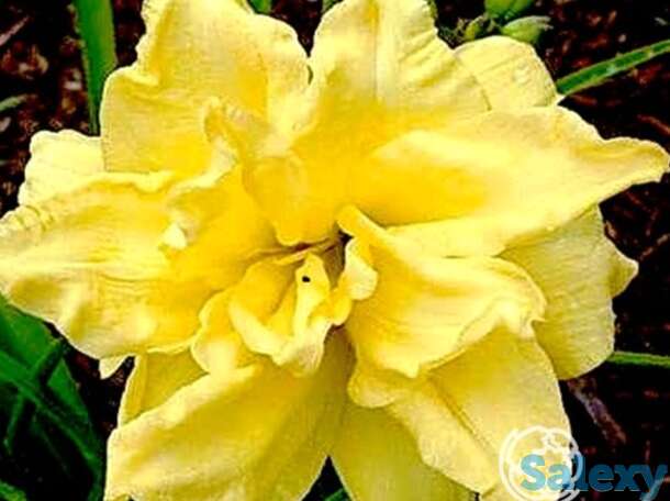 Лилейник Дабл Риве Вей, фотография 1