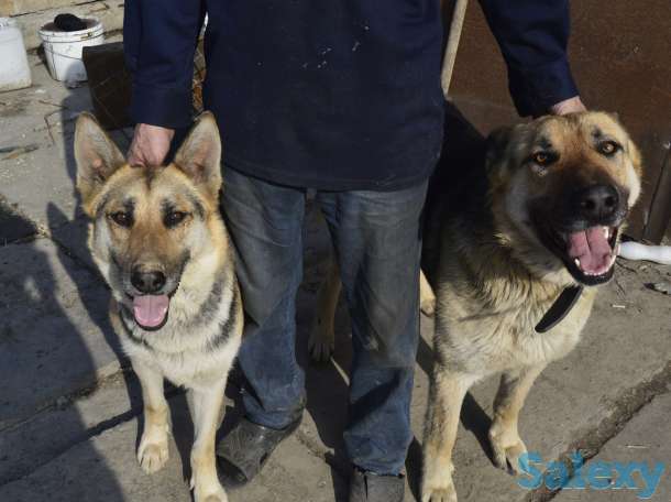 Продаю щенков ВЕО Восточно европейские овчарки нахожусь в районе Калкамана, фотография 1