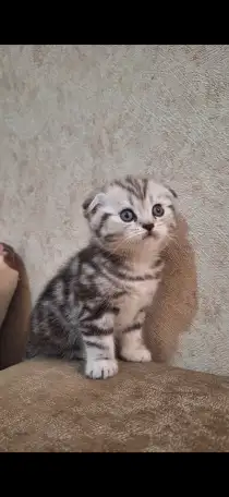 Котята породистые, фотография 3