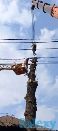 Спиливаем деревья, фотография 2