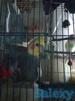 Попугай корелла, фотография 1