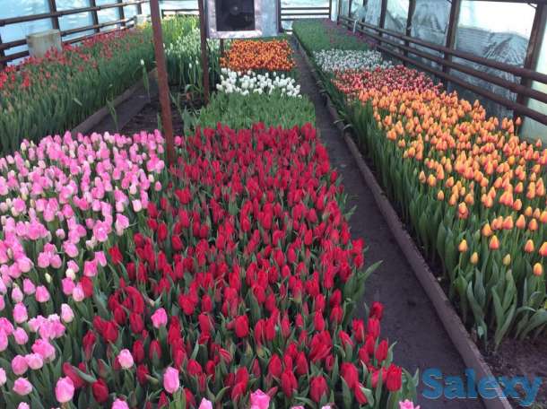 Тюльпаны оптом к 8 марта, фотография 2