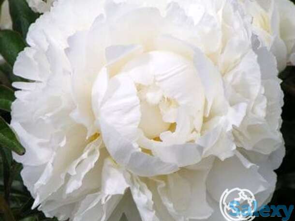 Пион боул оф крим, фотография 1