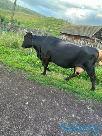 Продам корову, фотография 1