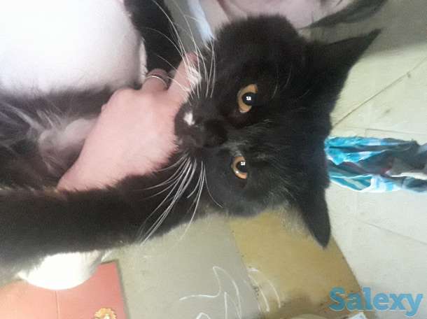 Отдам, фотография 1