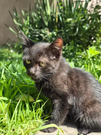 Отдам котёнка в добрые руки, фотография 2