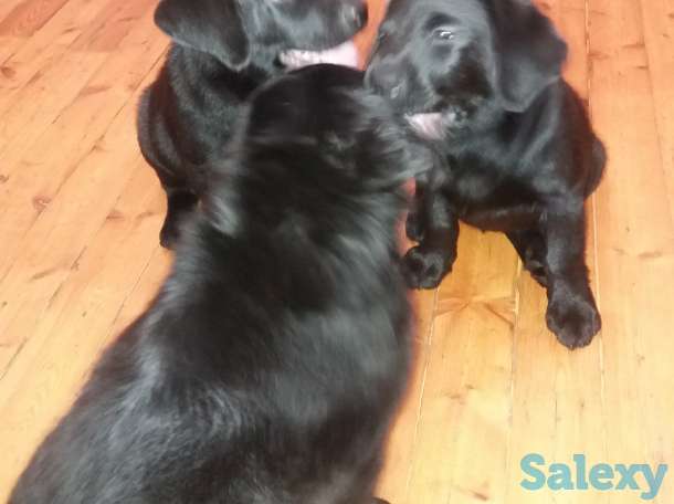 Продам щенков лабрадора черного окраса, фотография 6