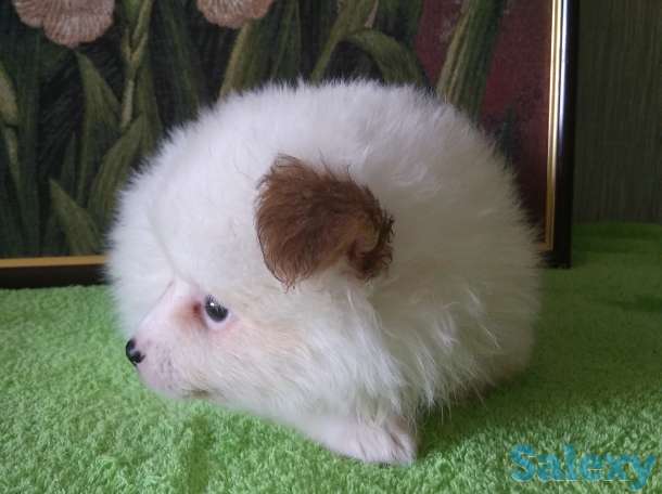 Продам мальчишек шпицов, фотография 6