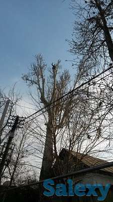 Спил деревьев. Евгений верхолаз (арборист), спецтехника. Обрезка, кронировка., фотография 6