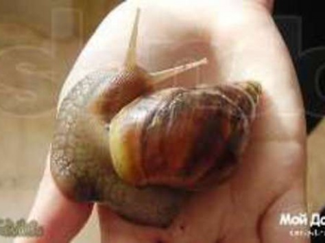 Отдам улиток Ахатина, фотография 2