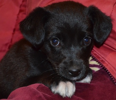 Дарю, фотография 1