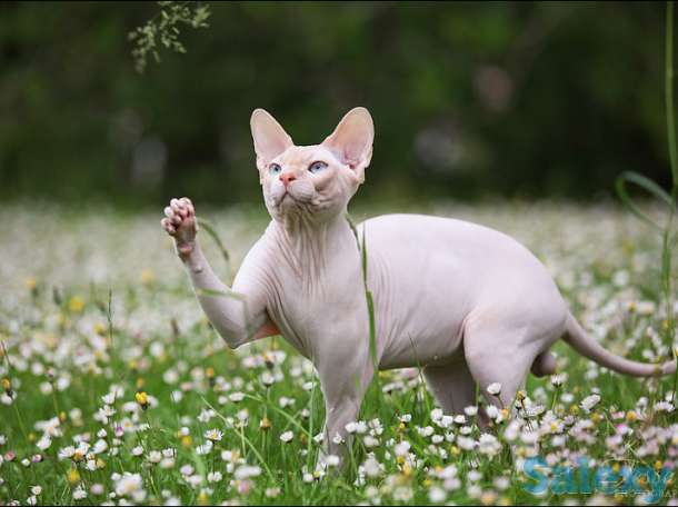 Открыта бронь на сфинксов, фотография 5