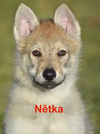 Чешский VolfDog Чешский волчак, фотография 2