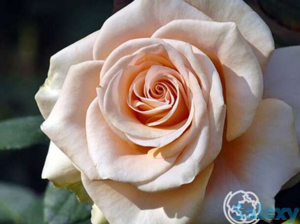 Роза мэрилин монро, викс, фотография 1