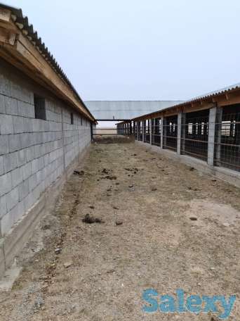 Фазенда (ферма), Капчагай-Курты 25 км, фотография 6