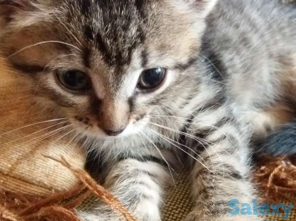 Отдам котят, фотография 3