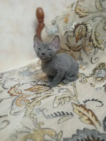 Велюровые, донские красавцы сфинксы, ждут своих хозяев!!!, фотография 1