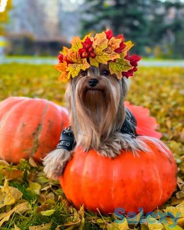 Щенки Йоркширского терьера, фотография 2