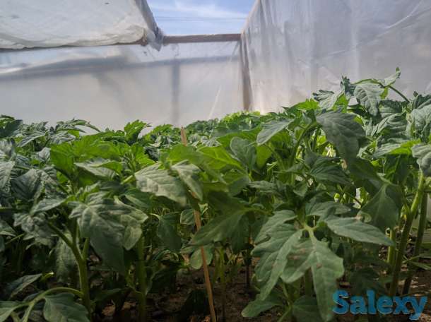 Рассада. Возможна доставка, фотография 2