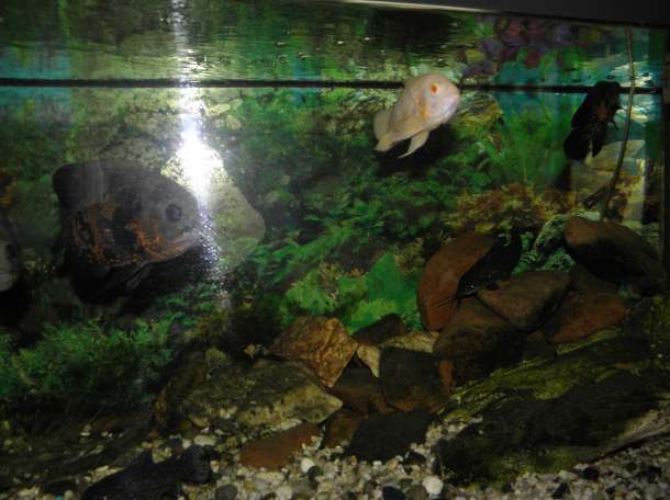 продам два аквариума, фотография 5