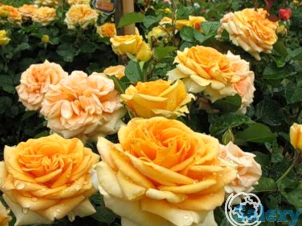 Роза капучино чайно-гибридная, тантау, фотография 1