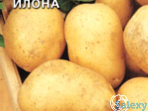 Семена Картофель Илона, фотография 1