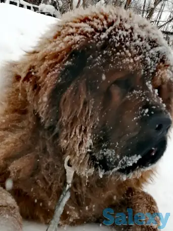 Продам щенков тибетский мастиф, фотография 2