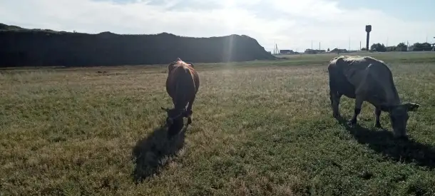 Продам 2 коровы с телятами. Можно без телят. Дойные коровы. Плохих прывычек нет. Умные, красивые, стройные коровы, фотография 6