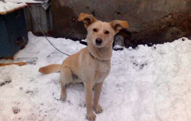 Подарите дом и семью Джою., фотография 1