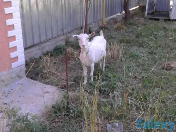 Продам! продам дойную козу, фотография 2