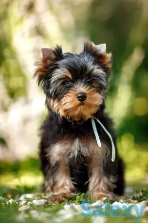 Предлагаю к продаже щенков йоркширского терьера, фотография 3