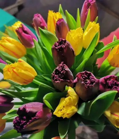 Тюльпаны Голландские оптом и розницу, фотография 1