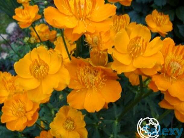 Купальница Голден Квин, фотография 1