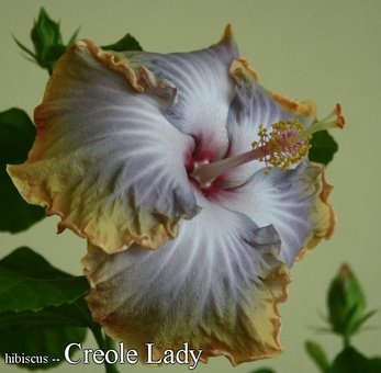 Сортовой гибискус Creole Lady, фотография 1