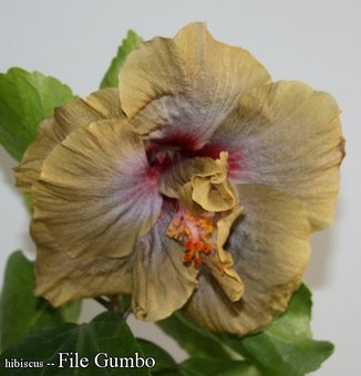 Сортовой гибискус File Gumbo, фотография 1