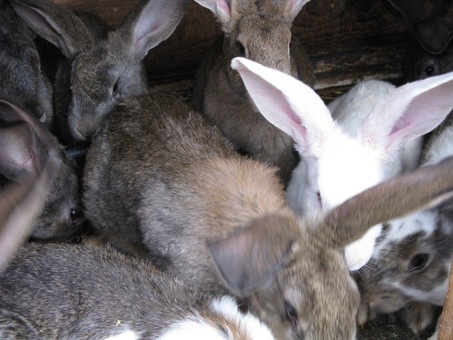 кролики мясной породы, фотография 6