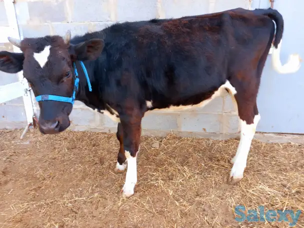 корова нестельная, фотография 3