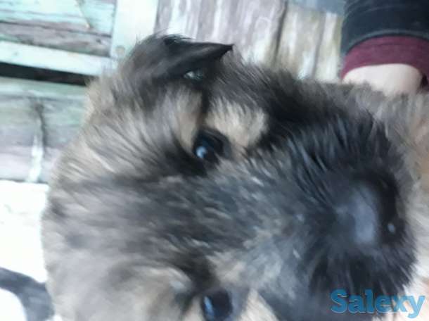 Отдам в хорошие руки, фотография 1