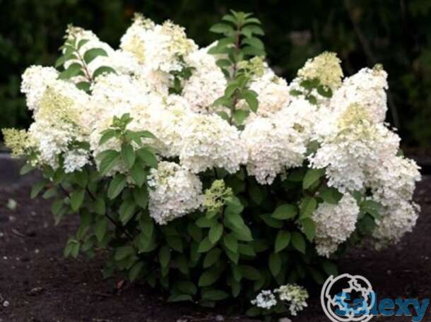 Гортензия саммер сноу на штамбе 55см, фотография 1