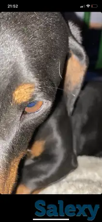 Ишу собаку такса, фотография 2