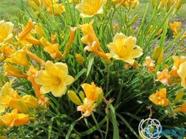 Лилейник Бакабана, фотография 1