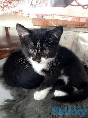 Отдам котенка в хорошие руки, фотография 3